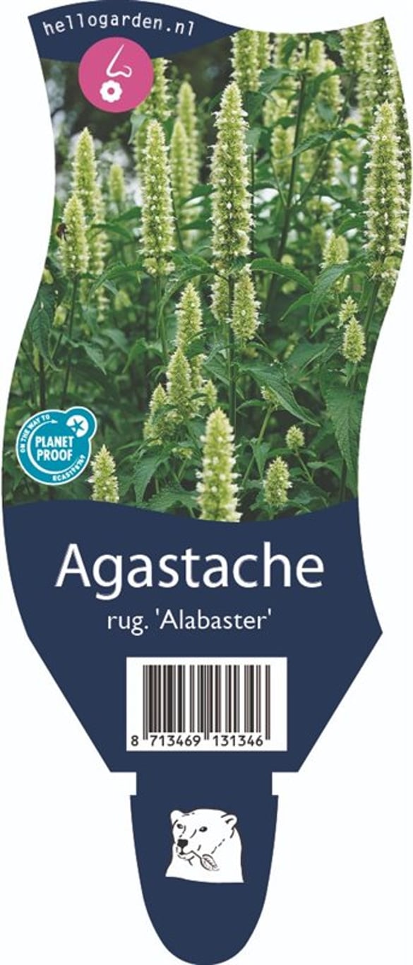 Agastache rugosa 'Alabaster' - P11